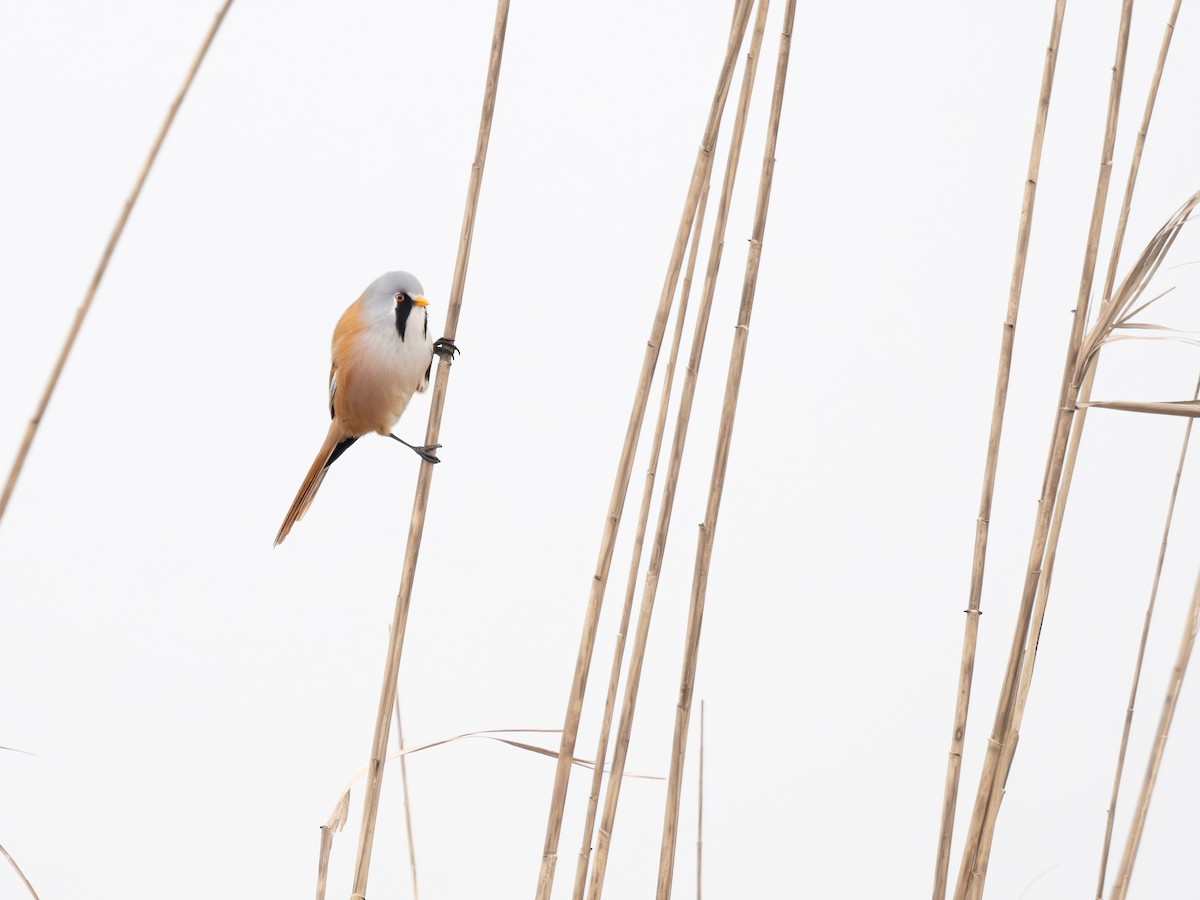 Bearded Reedling - ML629277127