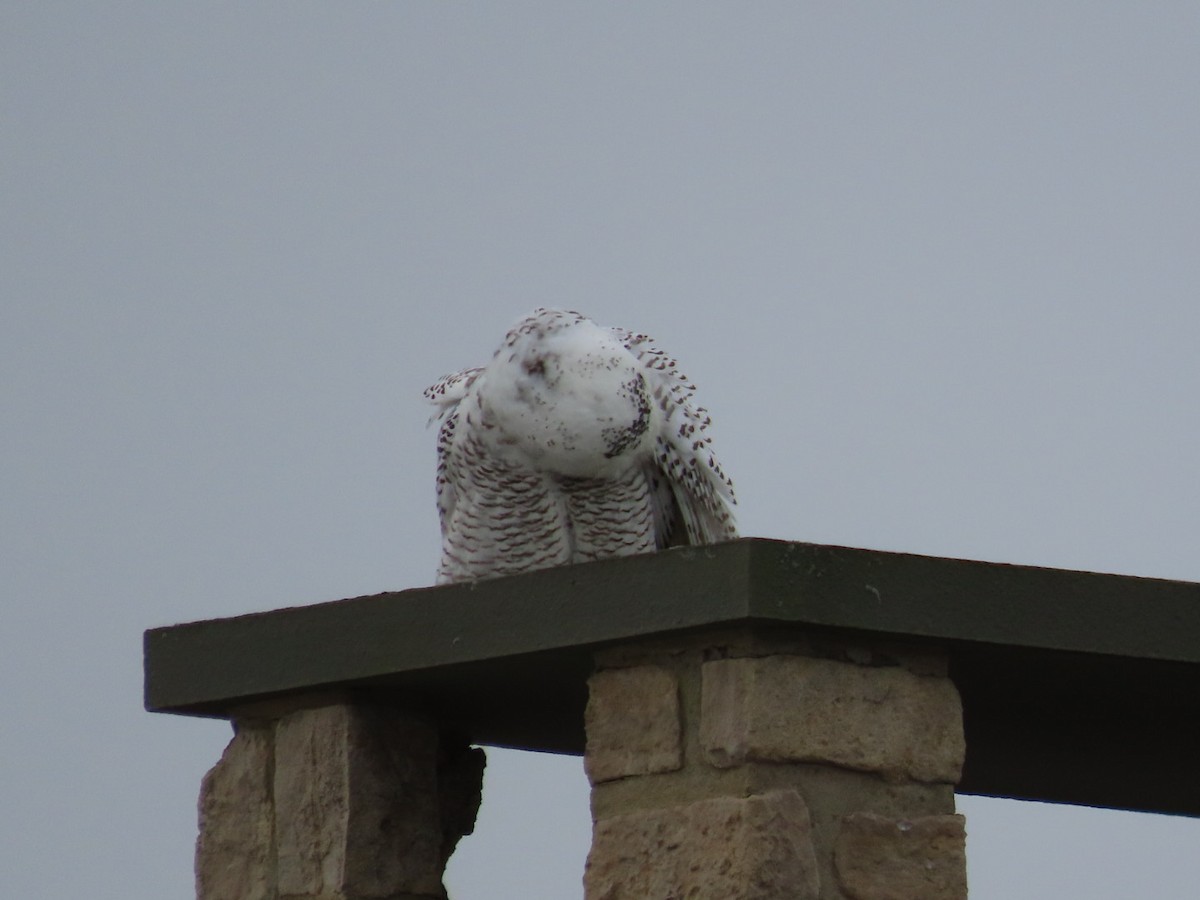 Harfang des neiges - ML629277228