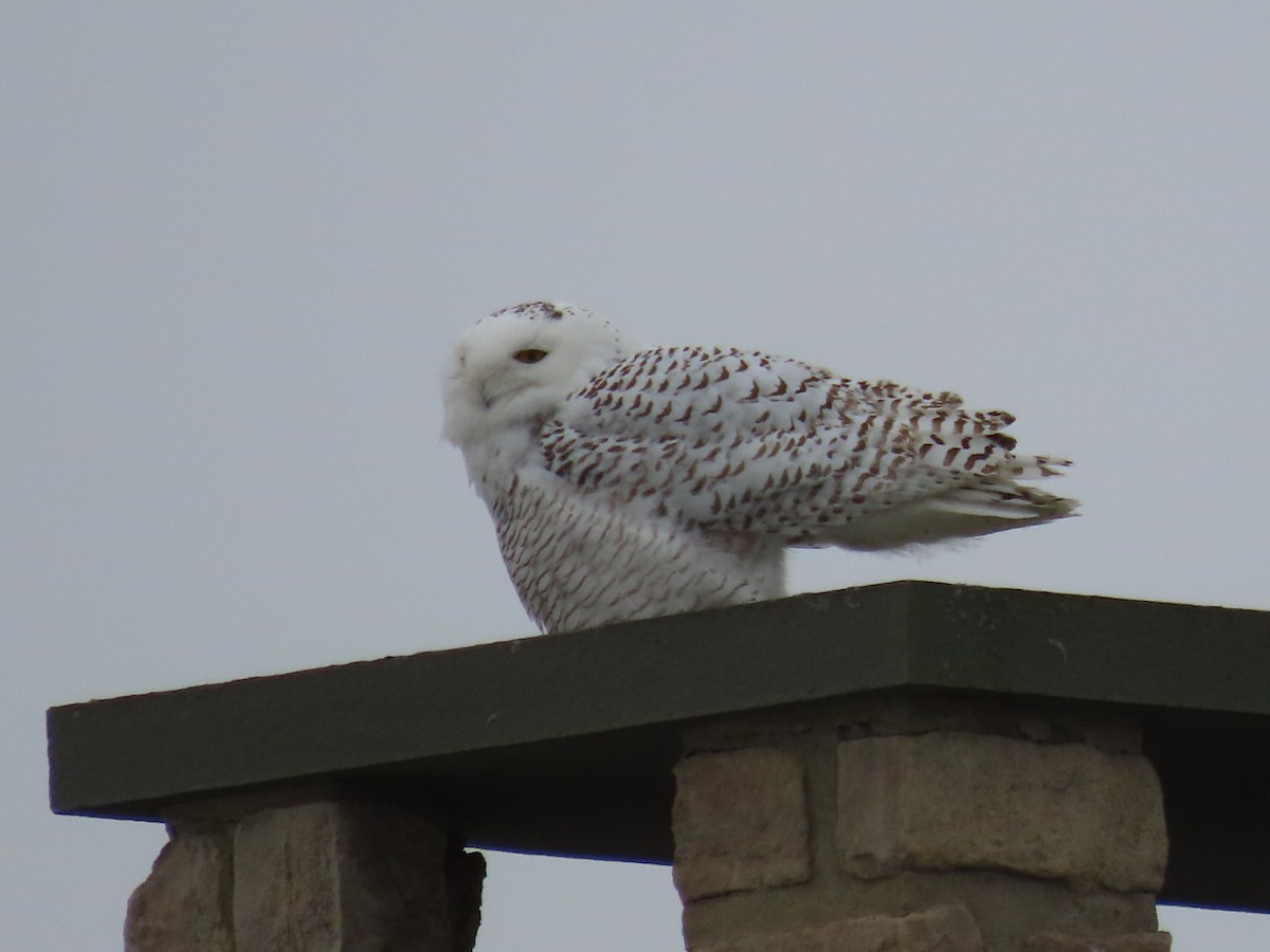 Harfang des neiges - ML629277229