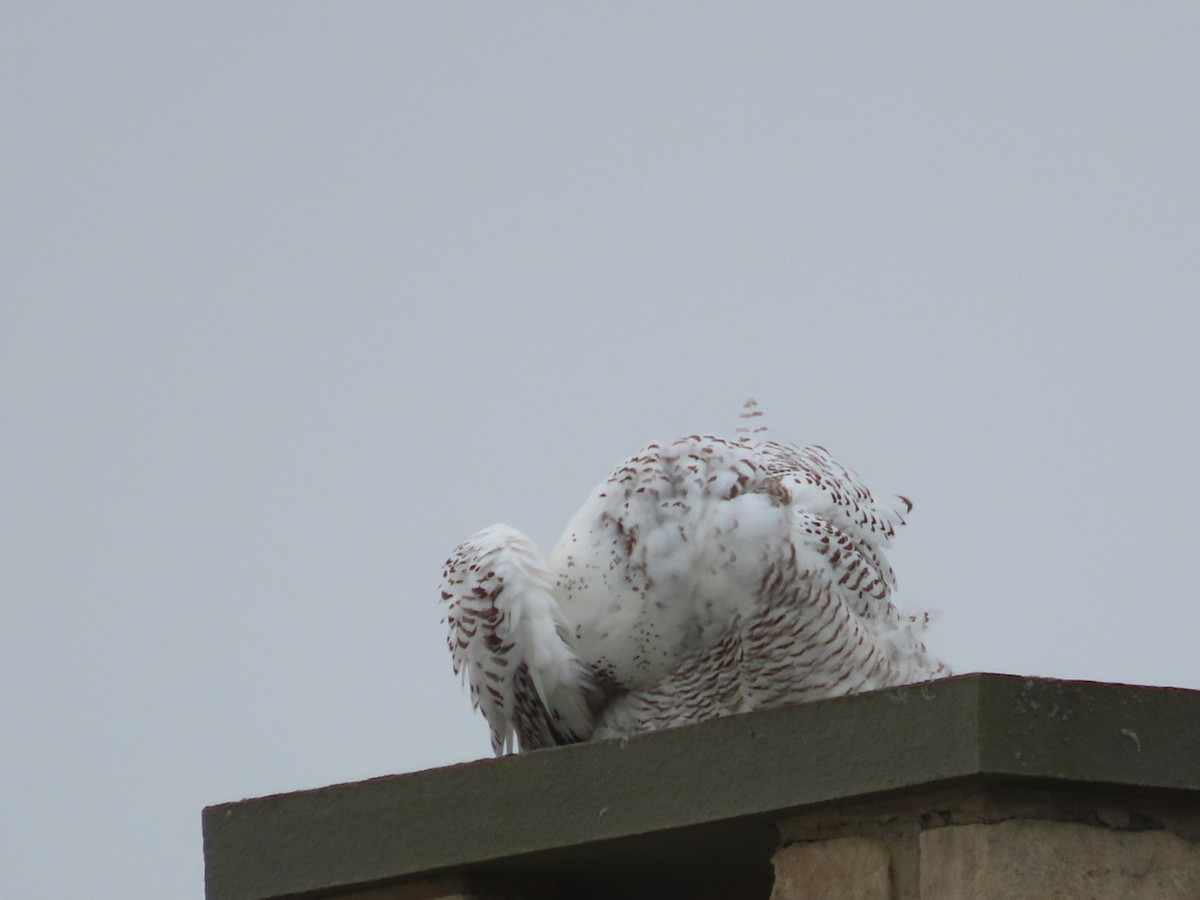 Harfang des neiges - ML629277230