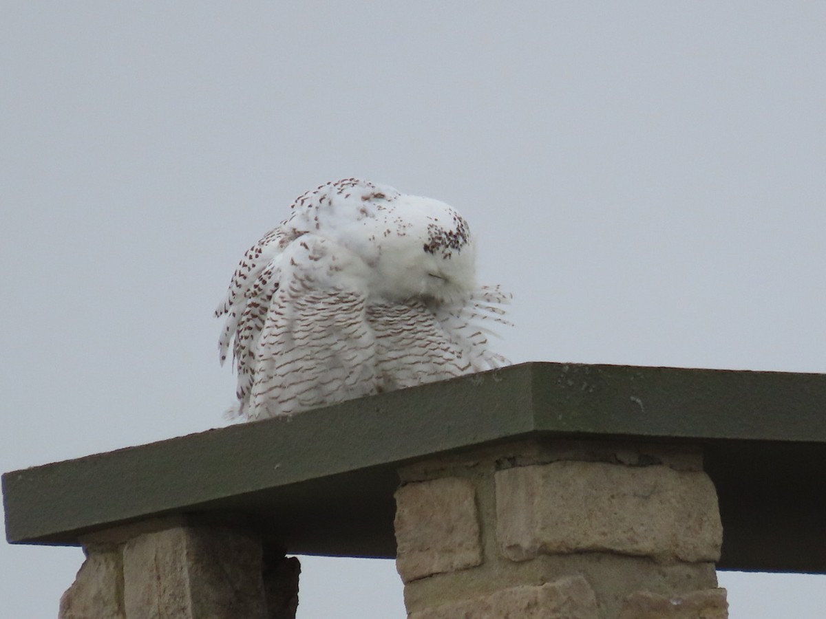 Harfang des neiges - ML629277231