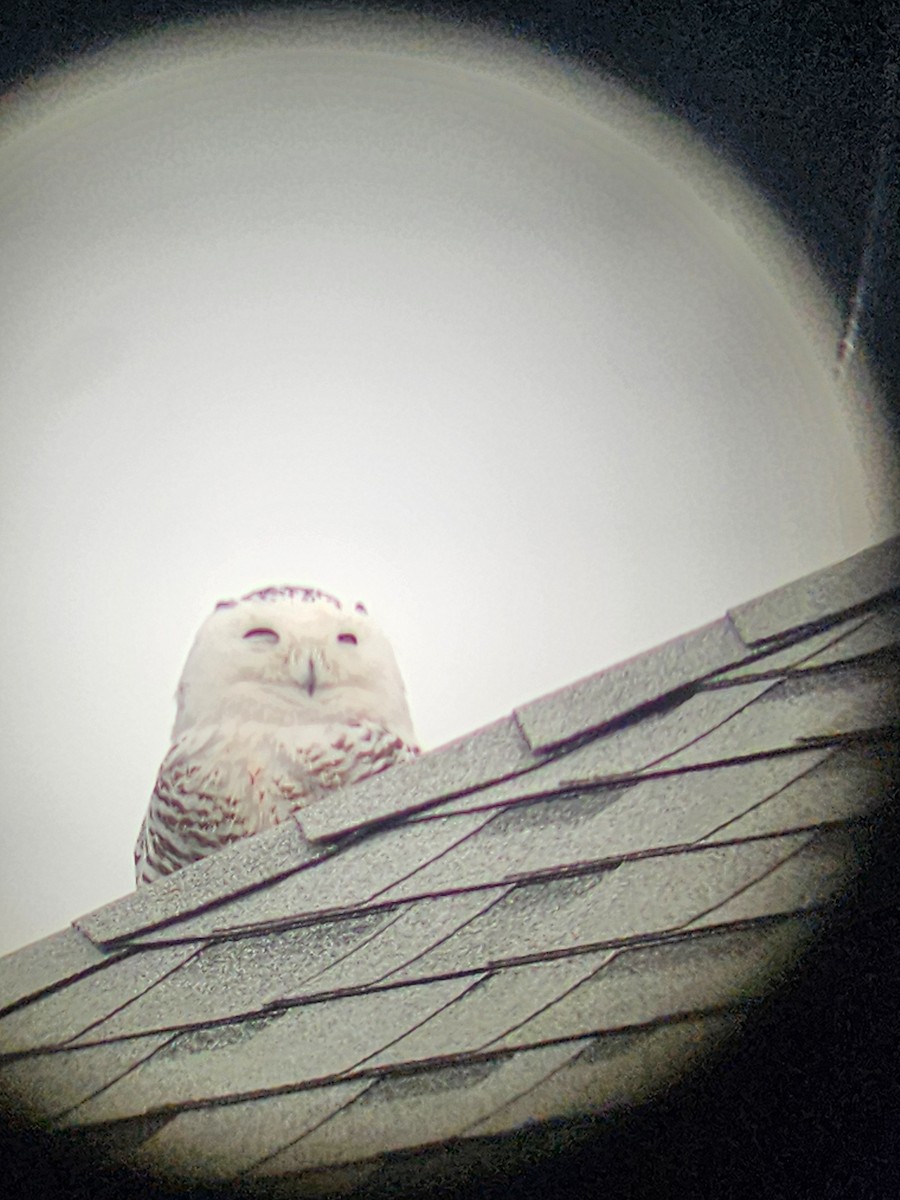 Snowy Owl - ML629277317