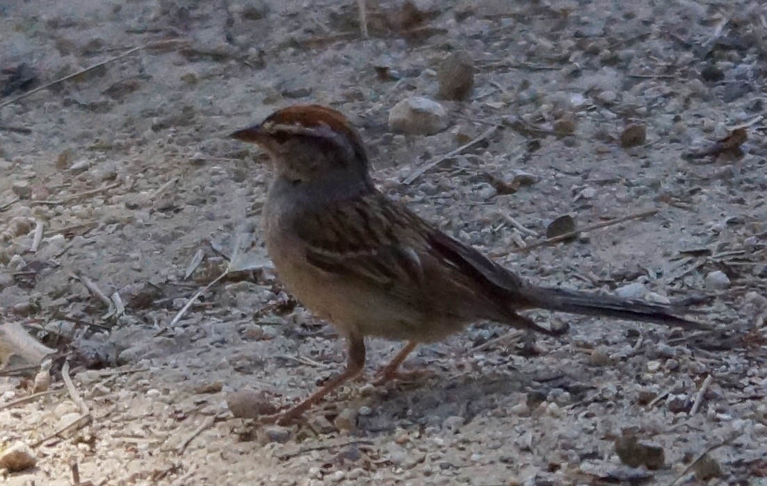 Chipping Sparrow - ML62927751