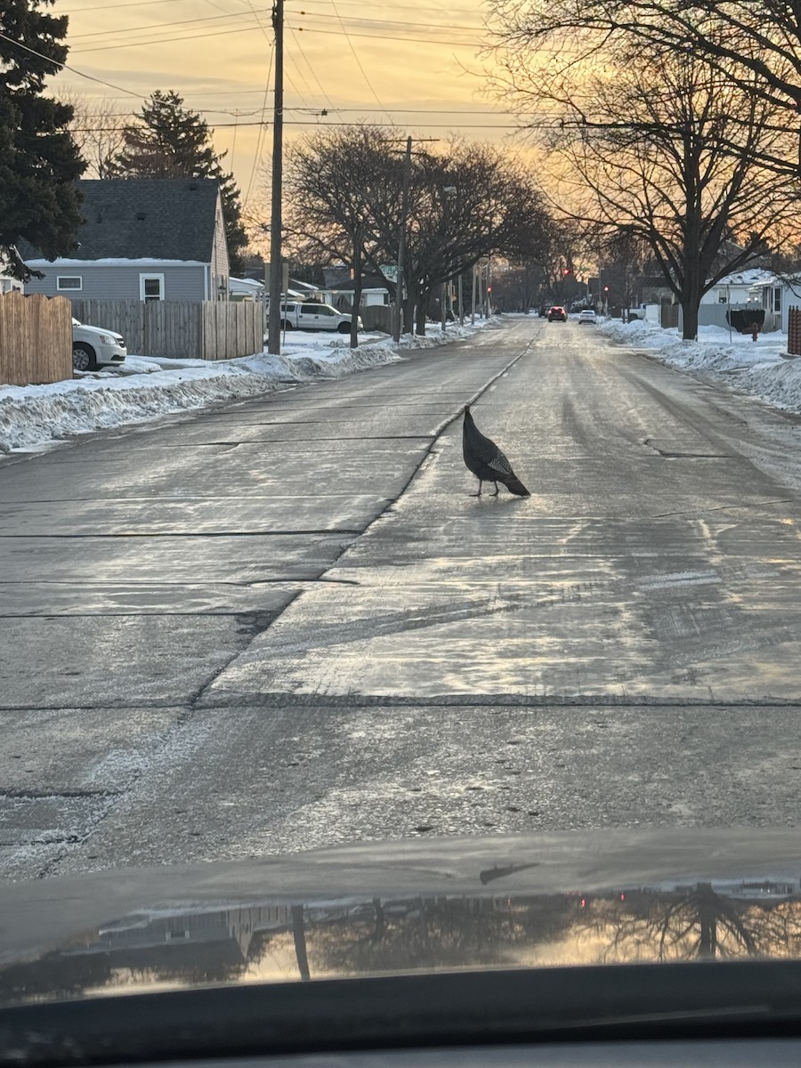Wild Turkey - ML629277521