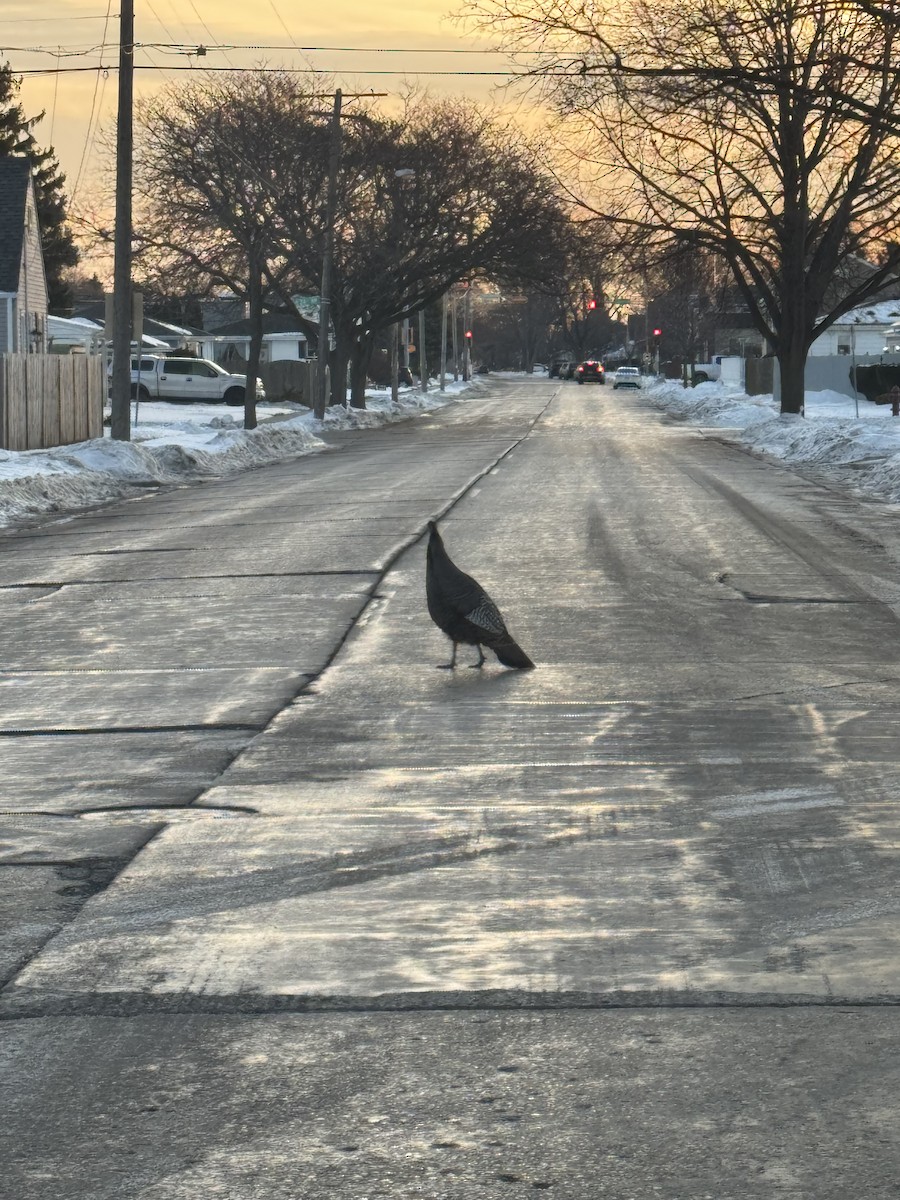 Wild Turkey - ML629277523
