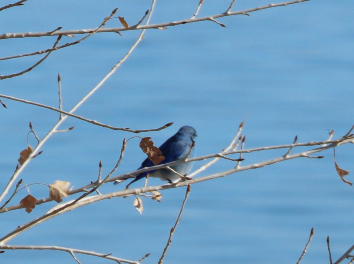 Mountain Bluebird - ML629277537