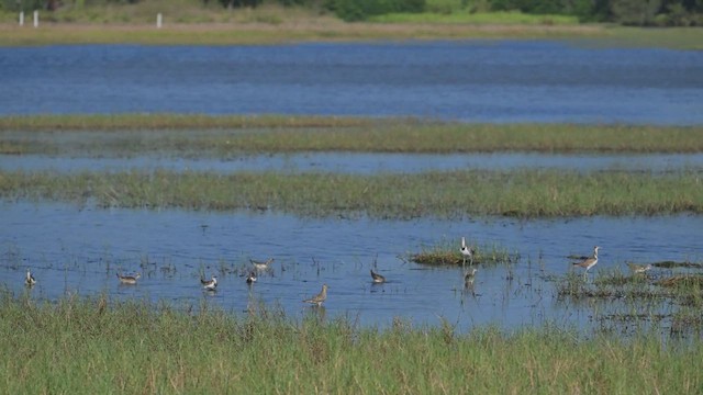 Pheasant-tailed Jacana - ML629277591