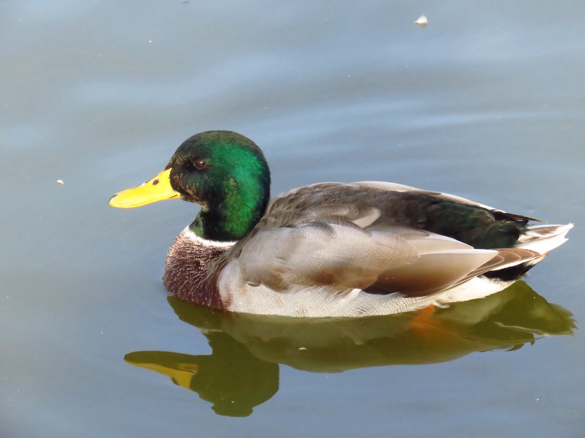 Mallard - ML629277668