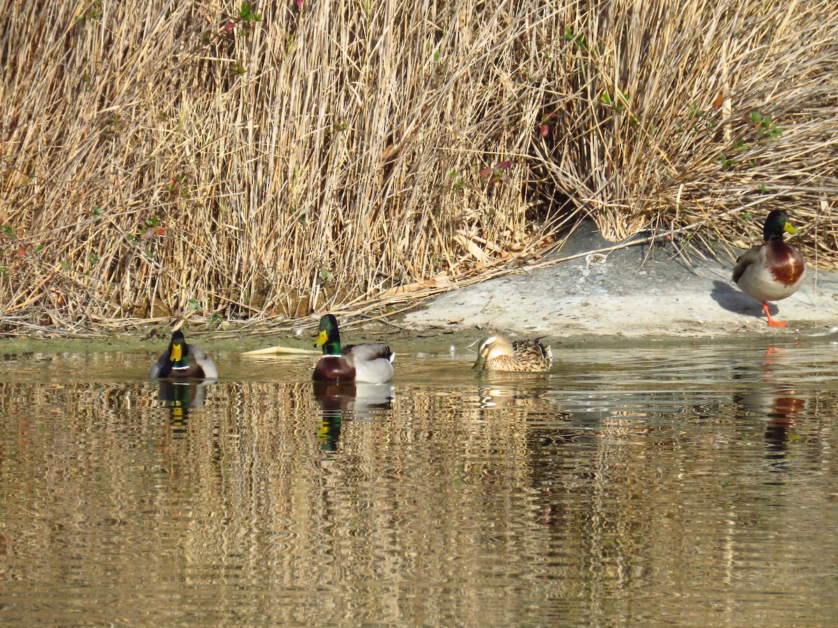 Mallard - ML629277669