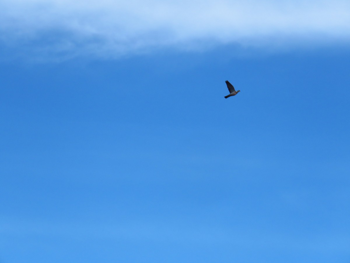 Common Wood-Pigeon - ML629277675