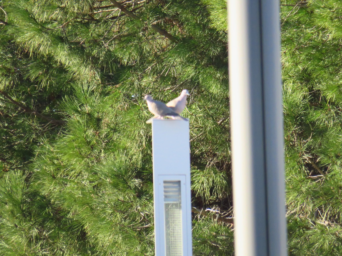 Eurasian Collared-Dove - ML629277677