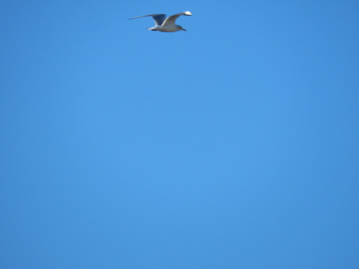 Black-headed Gull - ML629277688