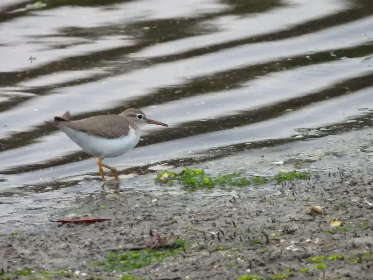 Spotted Sandpiper - ML629277690