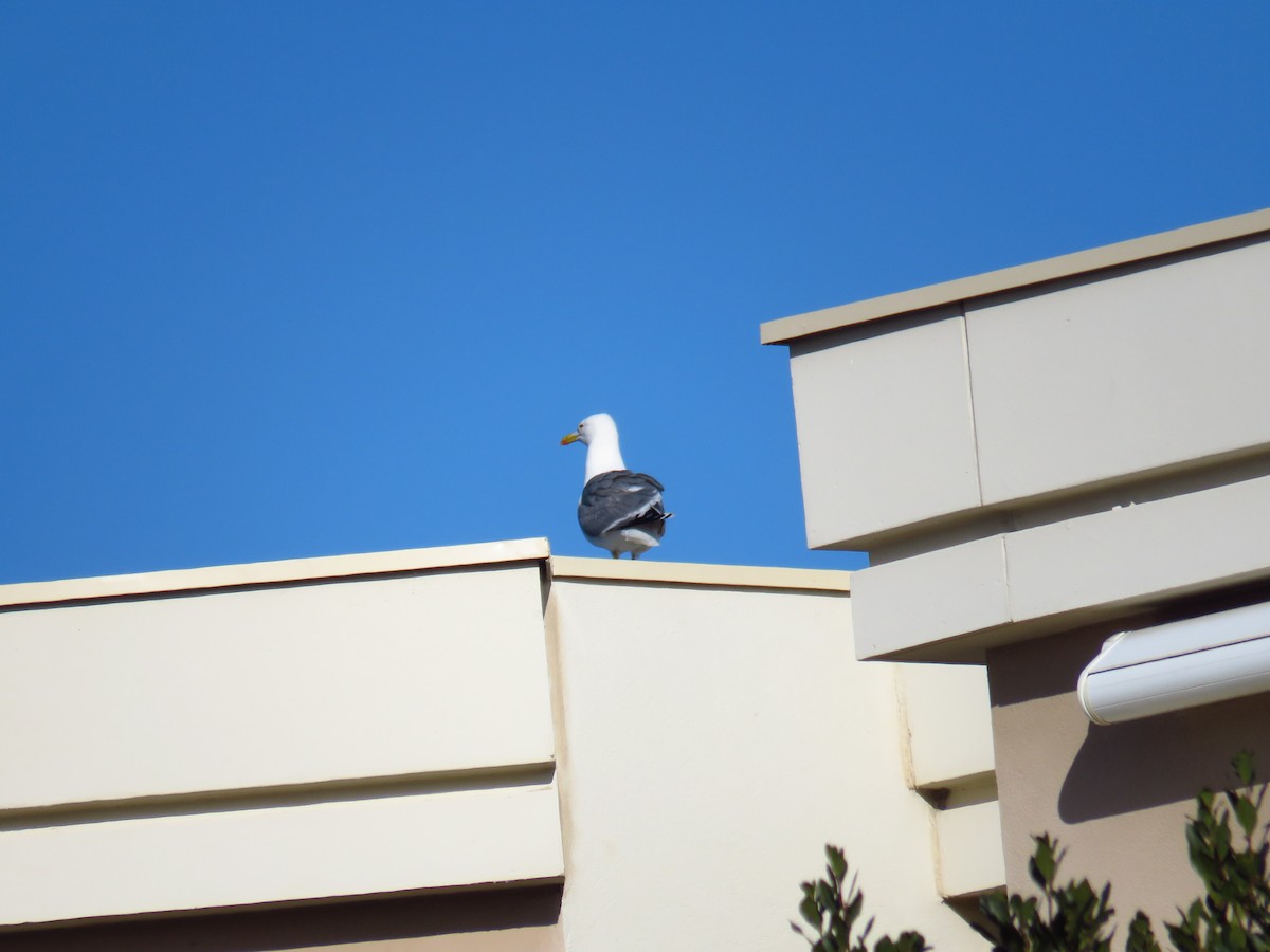 Yellow-legged Gull - ML629277694