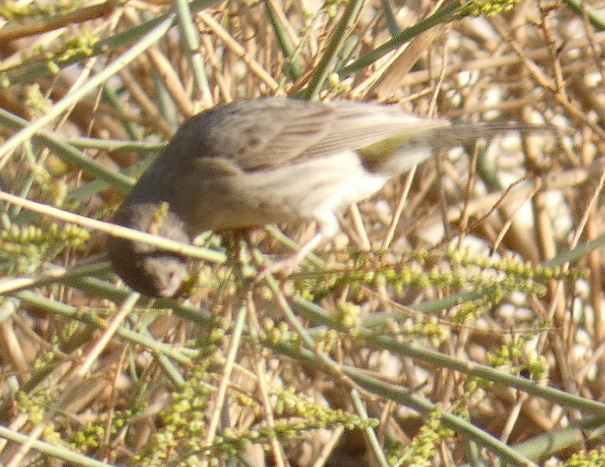 Arabian Serin - ML629277703