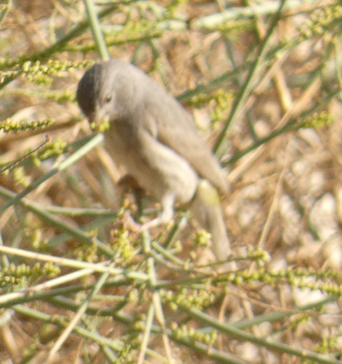Arabian Serin - ML629277704