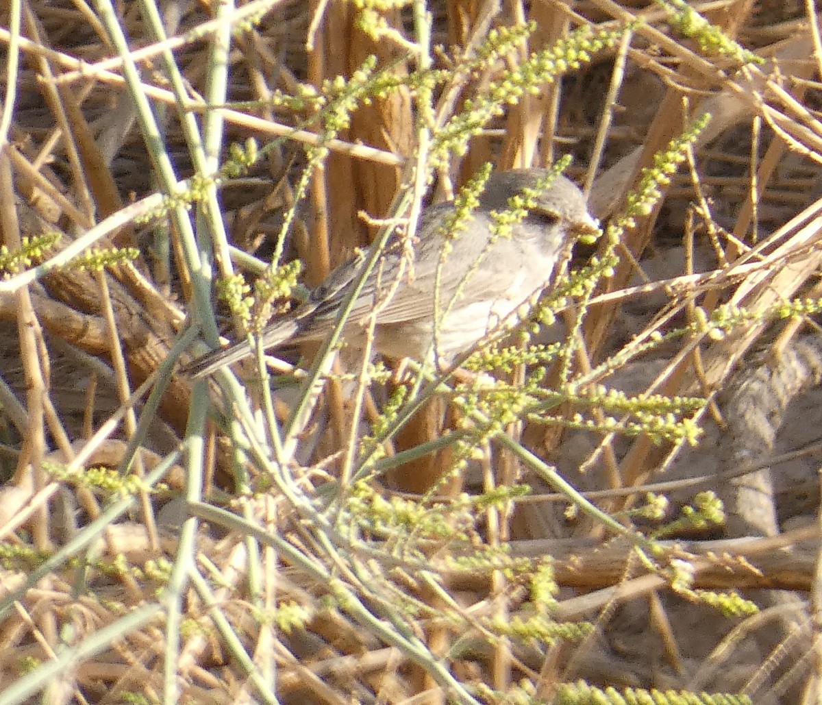 Arabian Serin - ML629277705