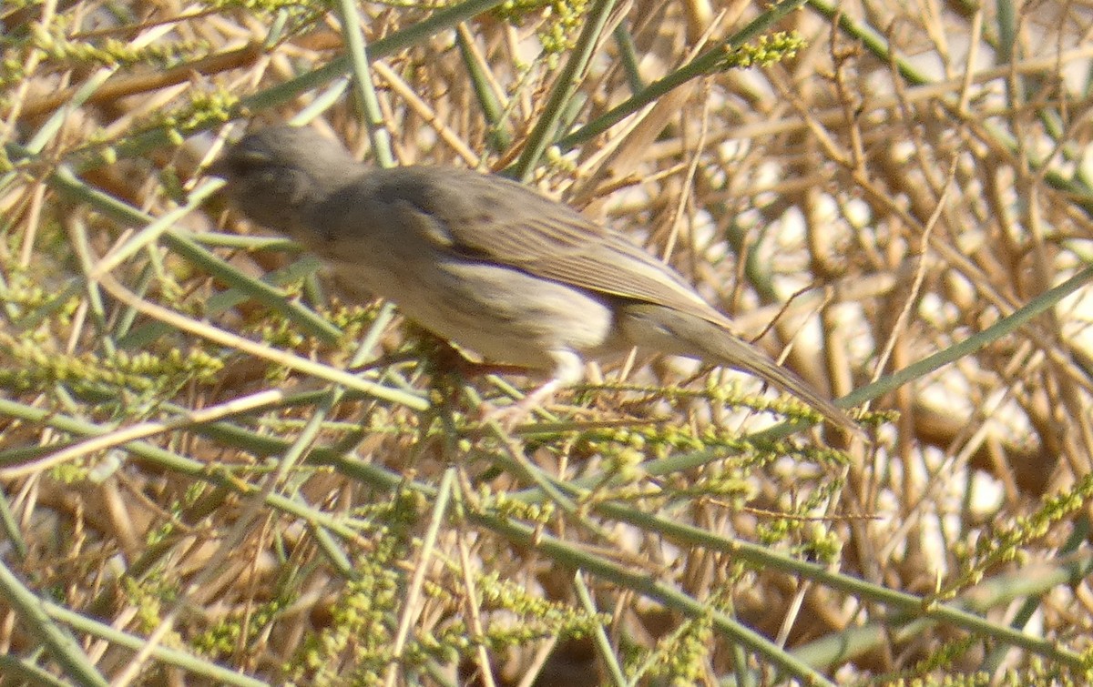 Arabian Serin - ML629277706