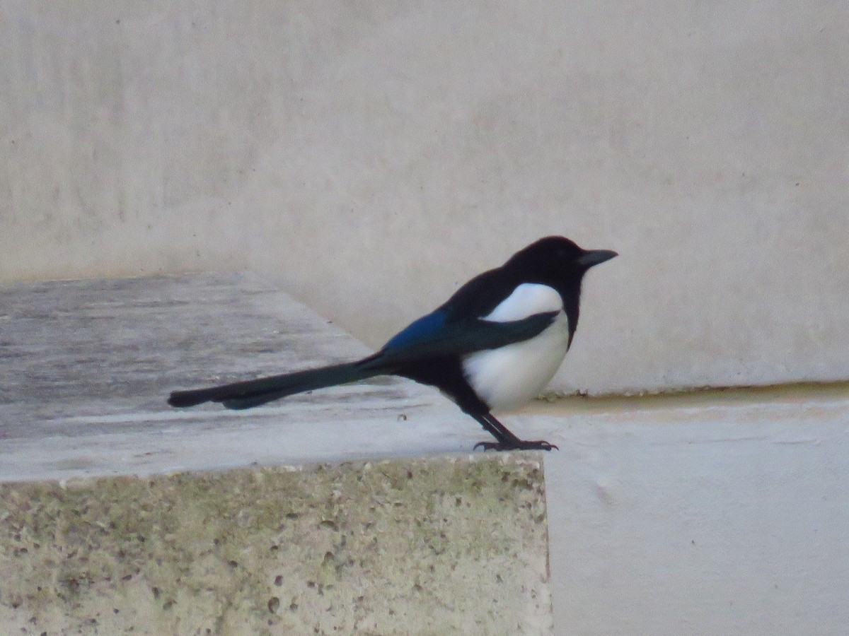Eurasian Magpie - ML629277707