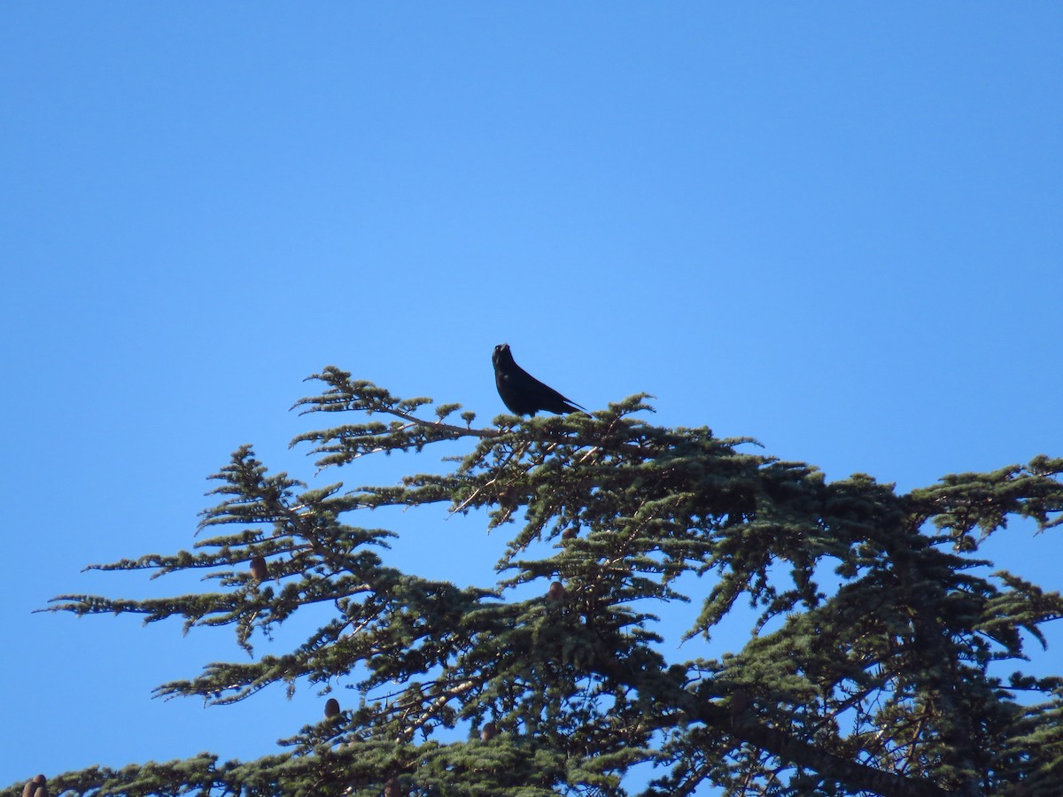 Carrion Crow - ML629277715