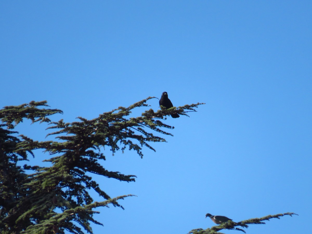 Carrion Crow - ML629277717