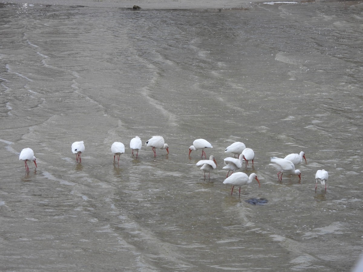 White Ibis - ML629277722