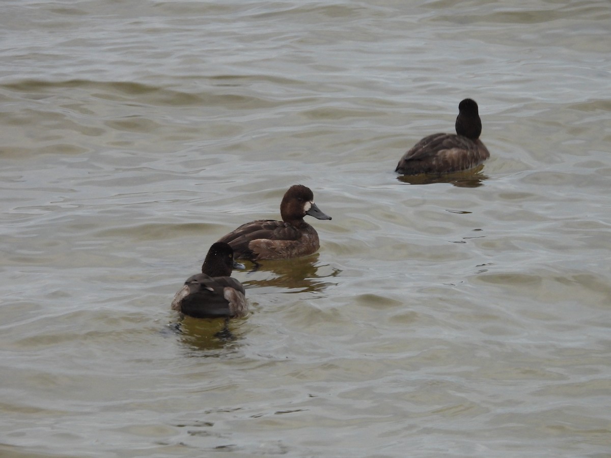 Lesser Scaup - ML629277726