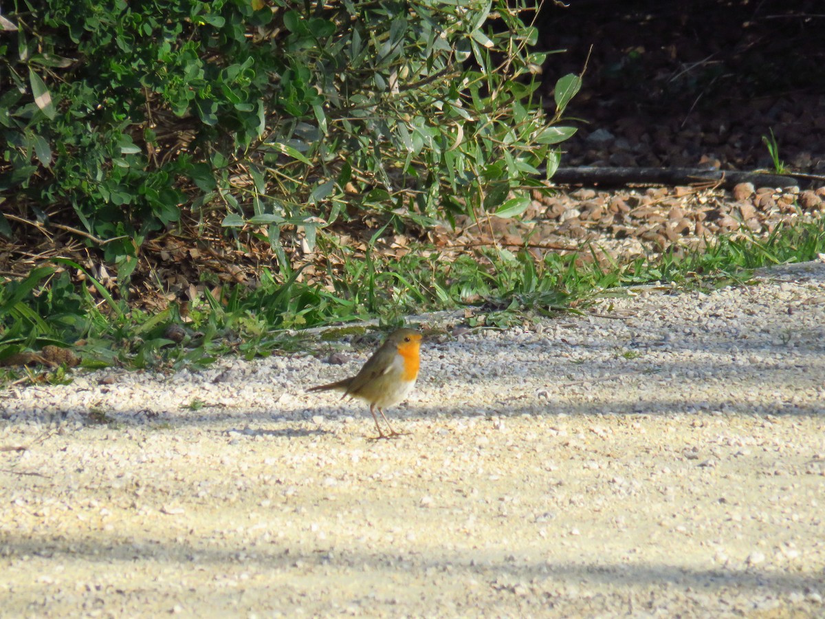 European Robin - ML629277734