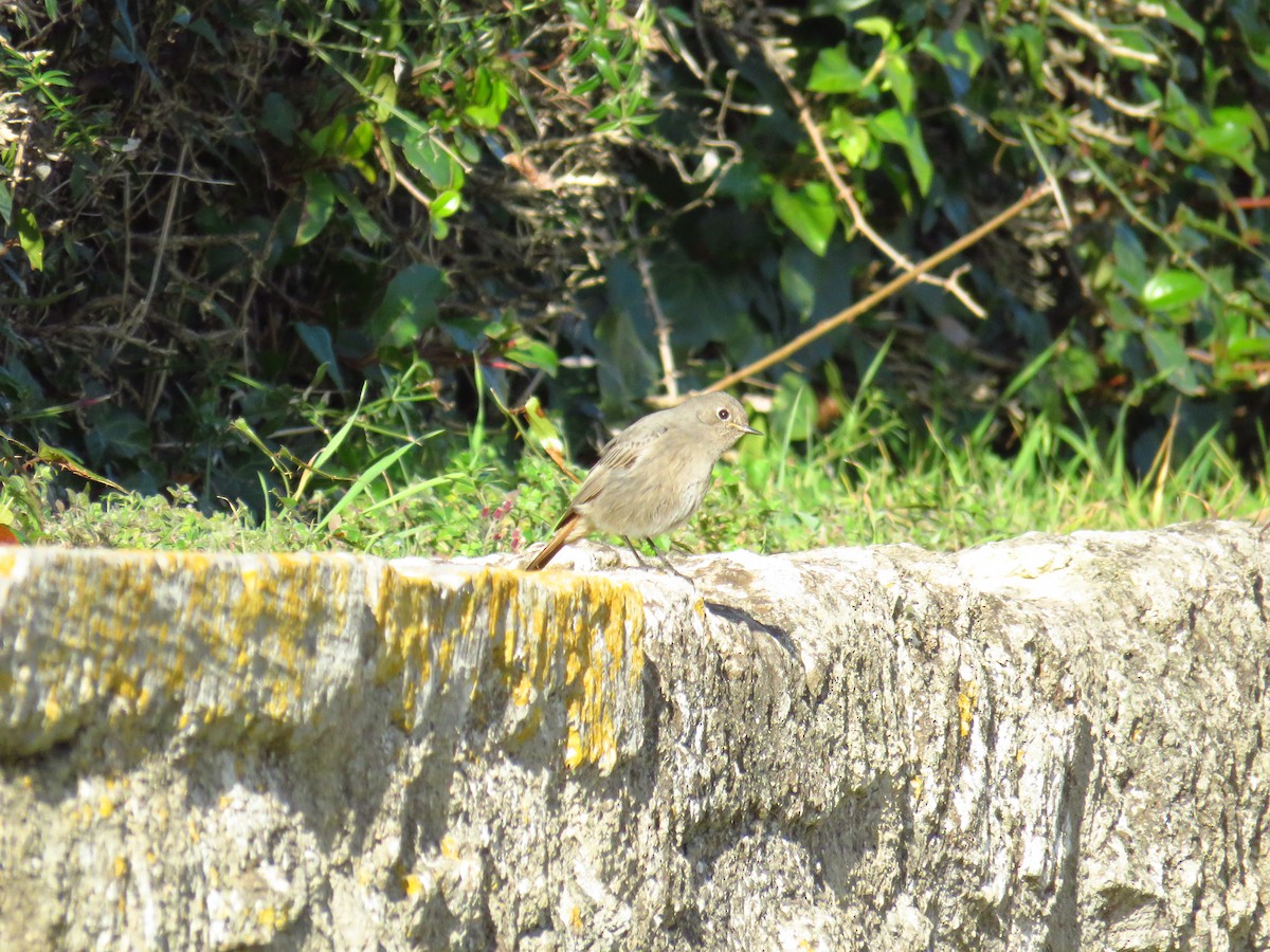 Black Redstart - ML629277739