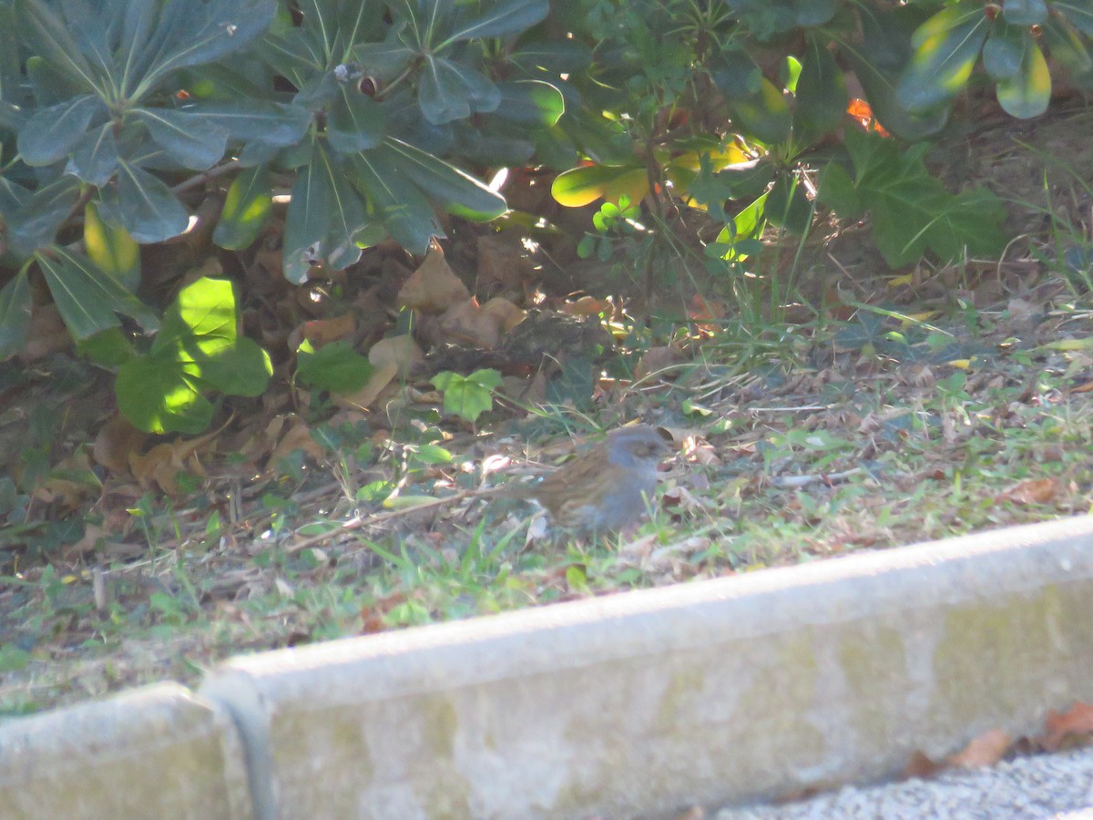 Dunnock - ML629277748