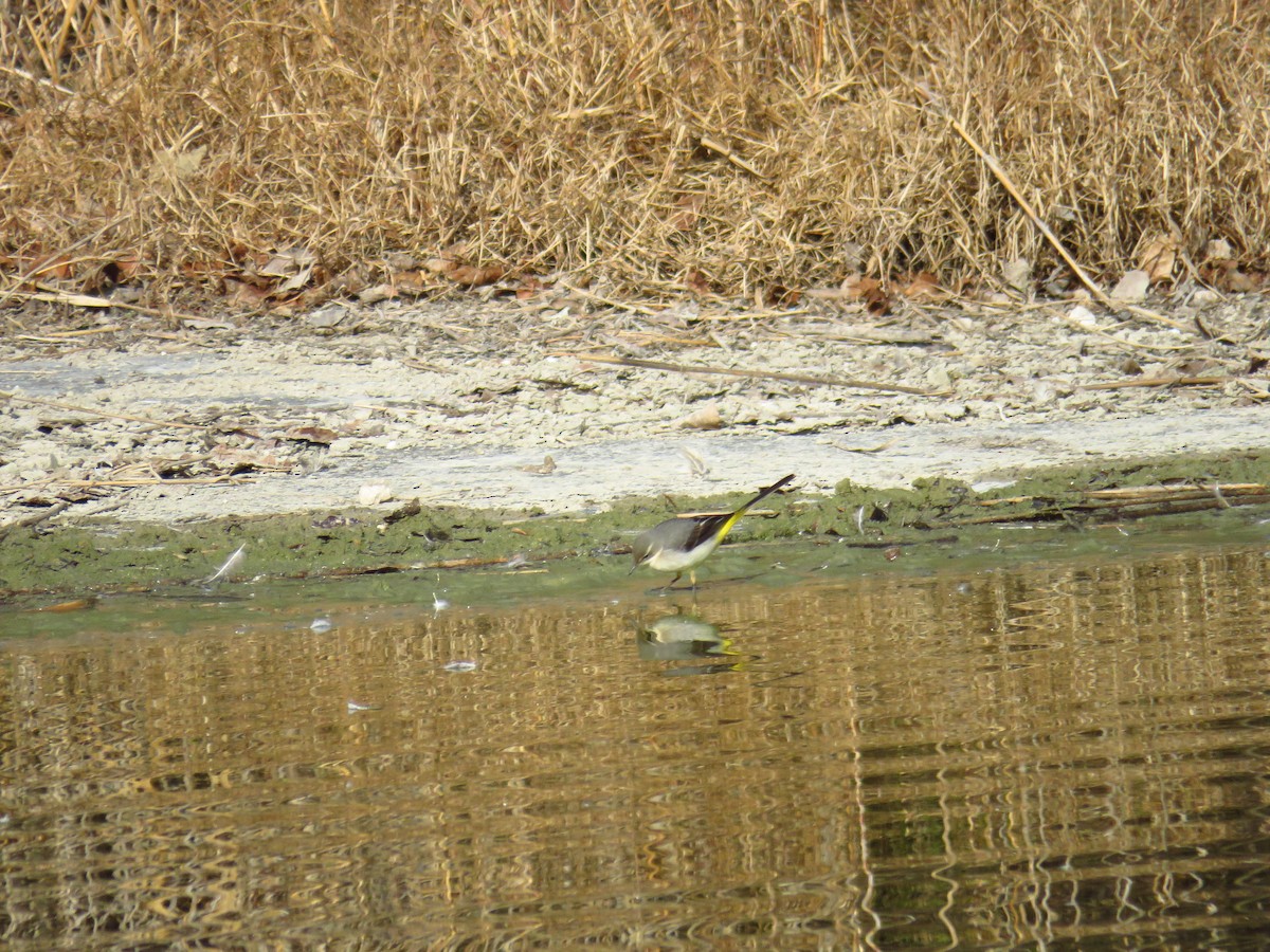 Gray Wagtail - ML629277757