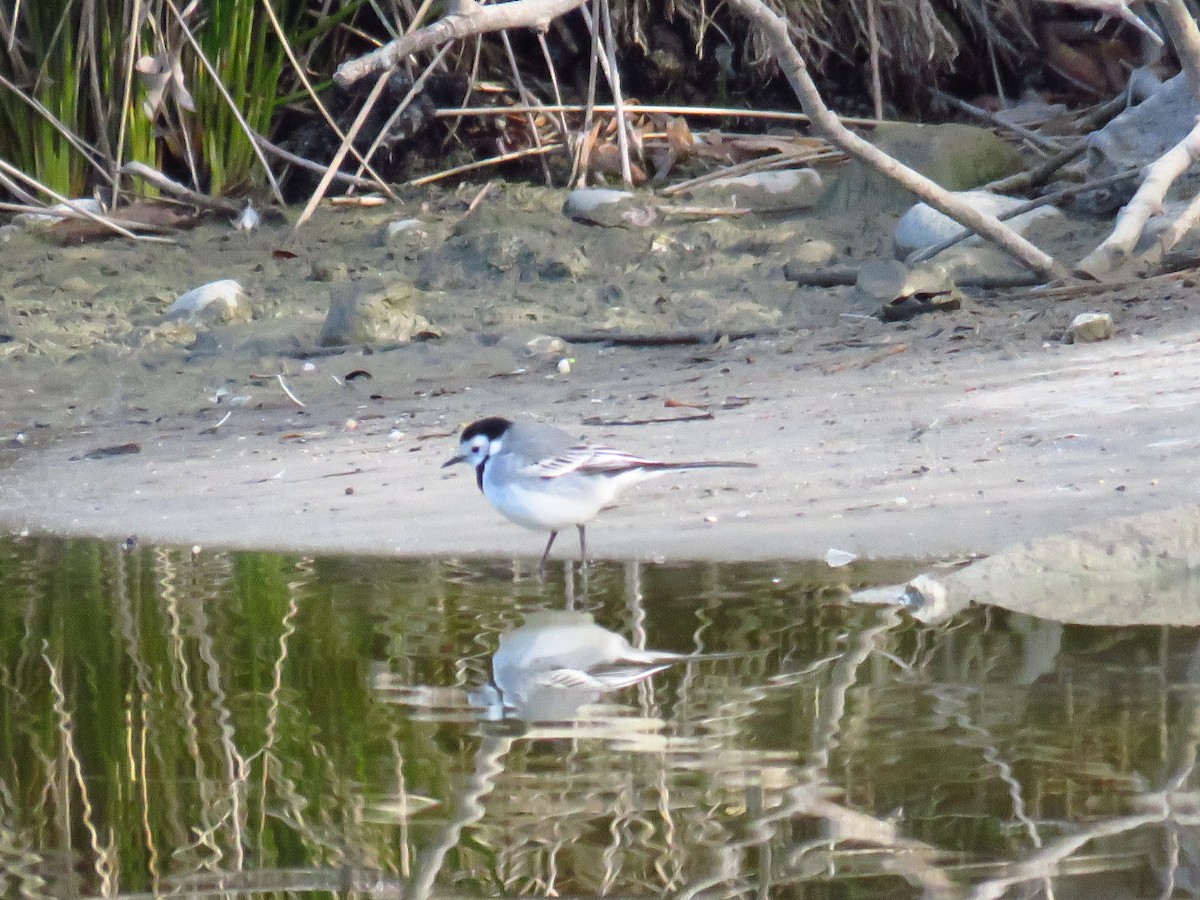 White Wagtail - ML629277767