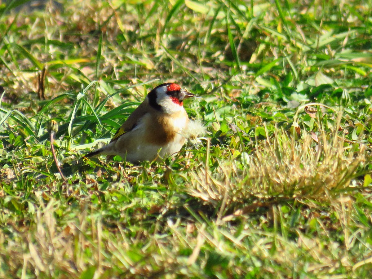 European Goldfinch - ML629277798
