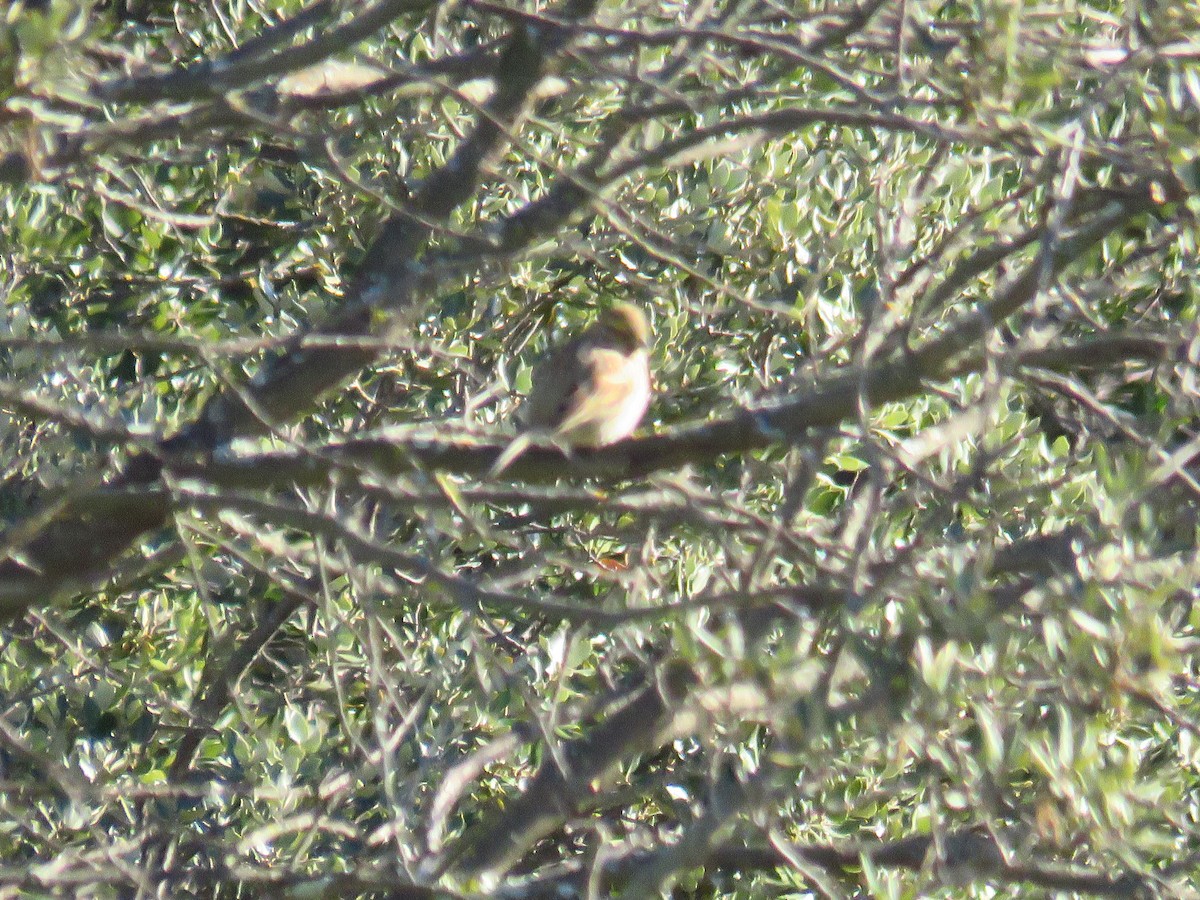 Cirl Bunting - ML629277805