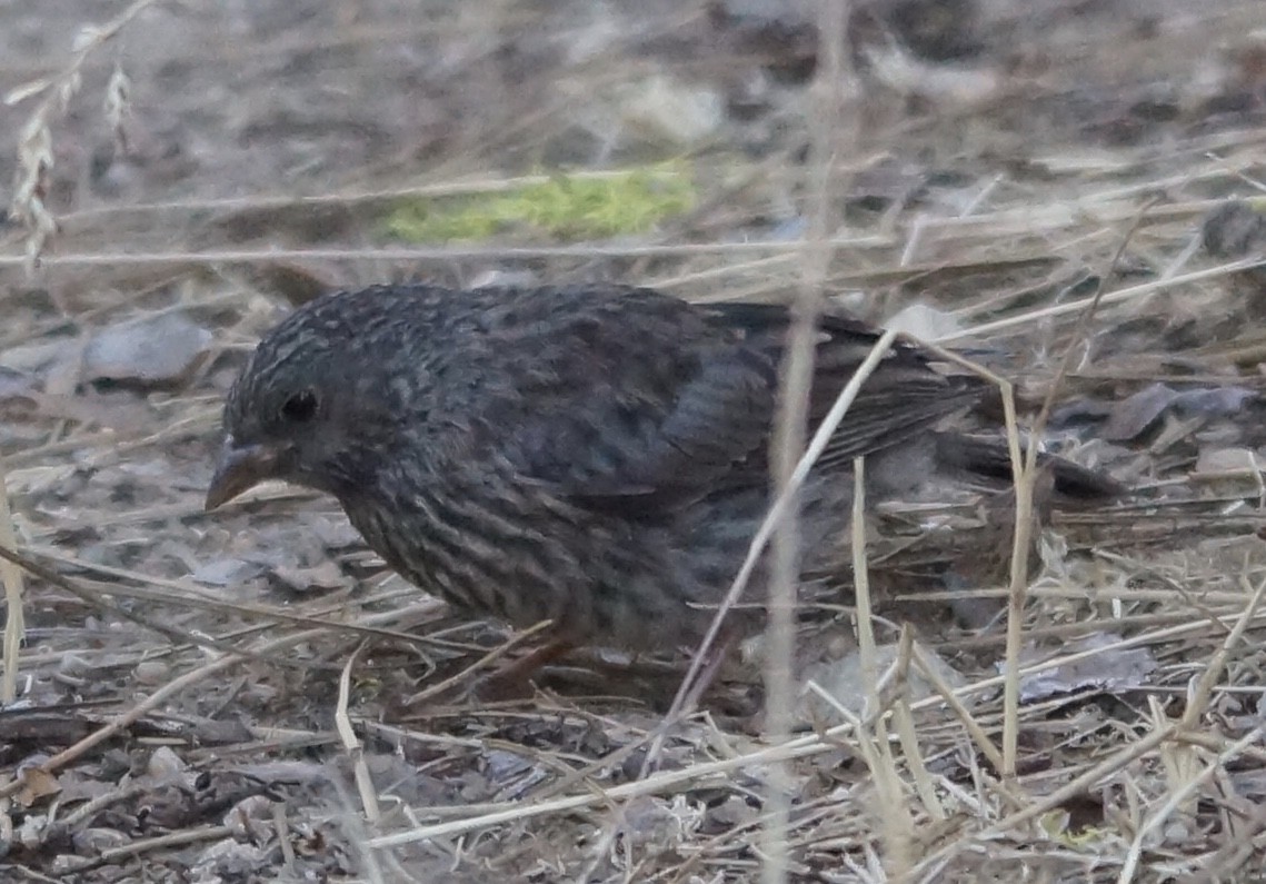 Dark-eyed Junco - ML62927781