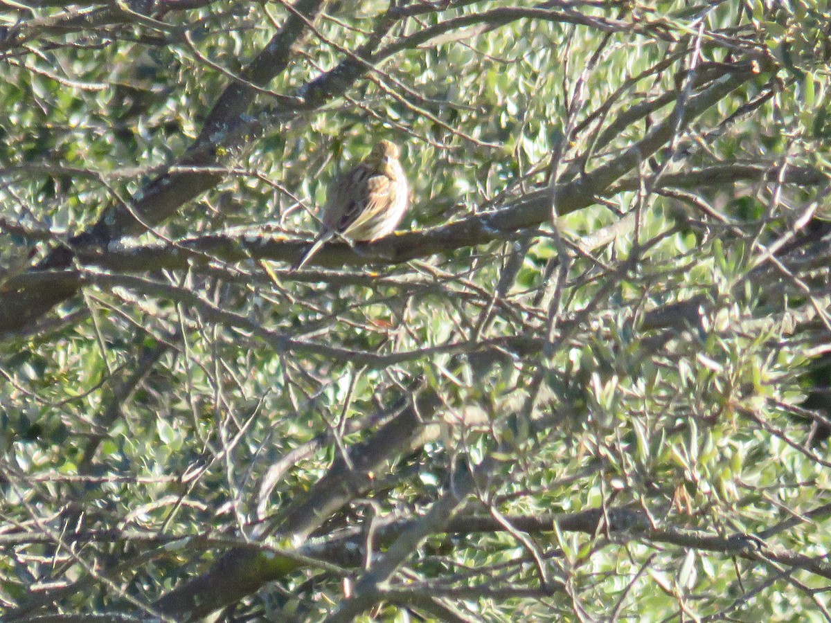 Cirl Bunting - ML629277820