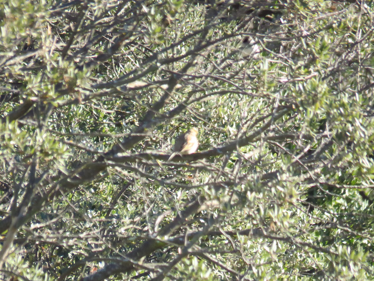 Cirl Bunting - ML629277823