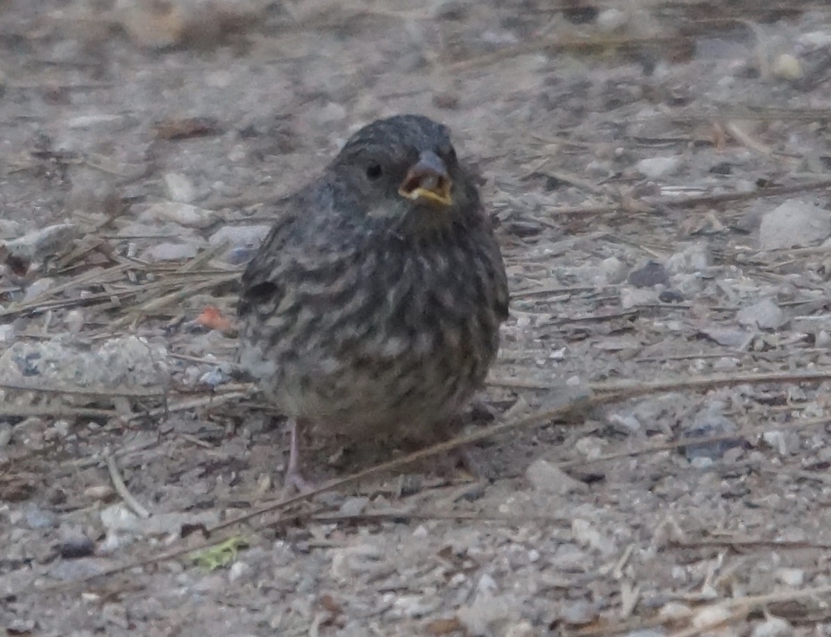 Dark-eyed Junco - ML62927791