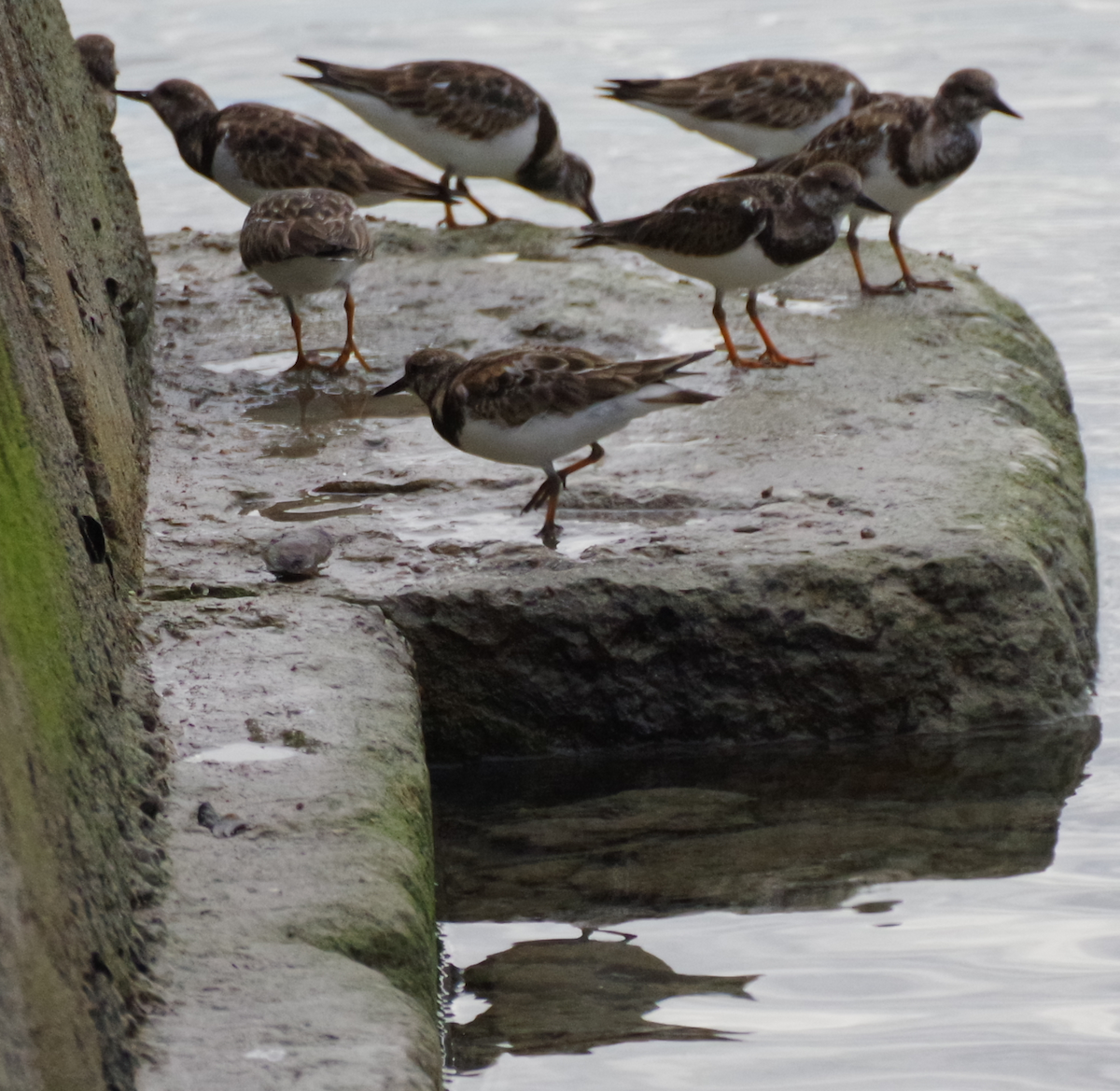 Ruddy Turnstone - ML629278008