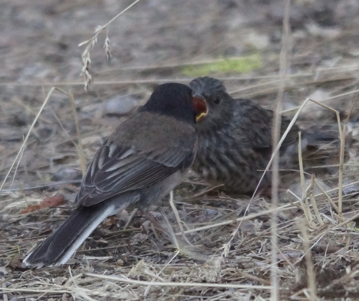 Dark-eyed Junco - ML62927801