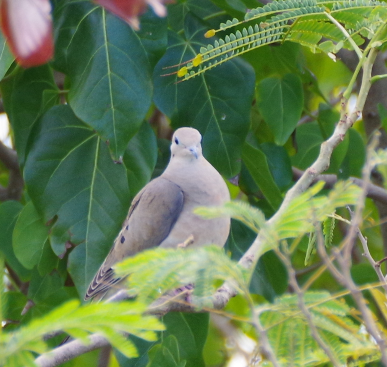 Mourning Dove - ML629278075