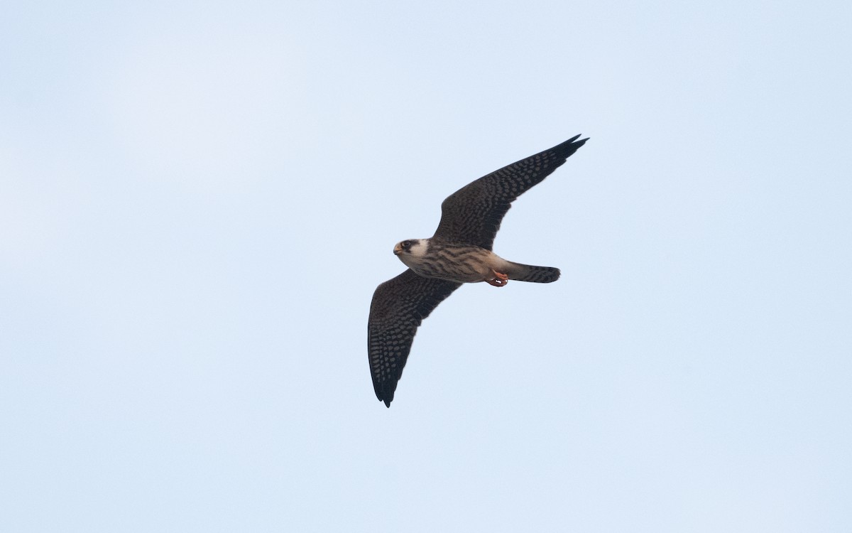 Red-footed Falcon - ML629278099