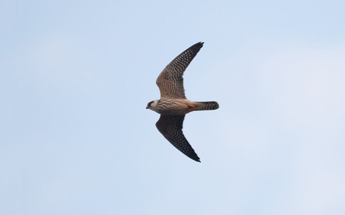 Red-footed Falcon - ML629278101