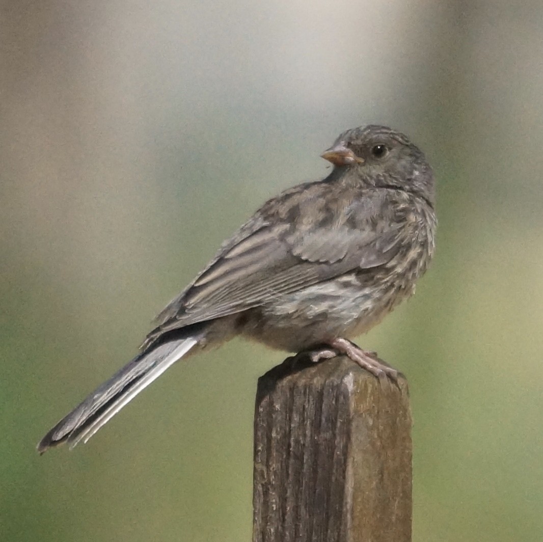 Dark-eyed Junco - ML62927811