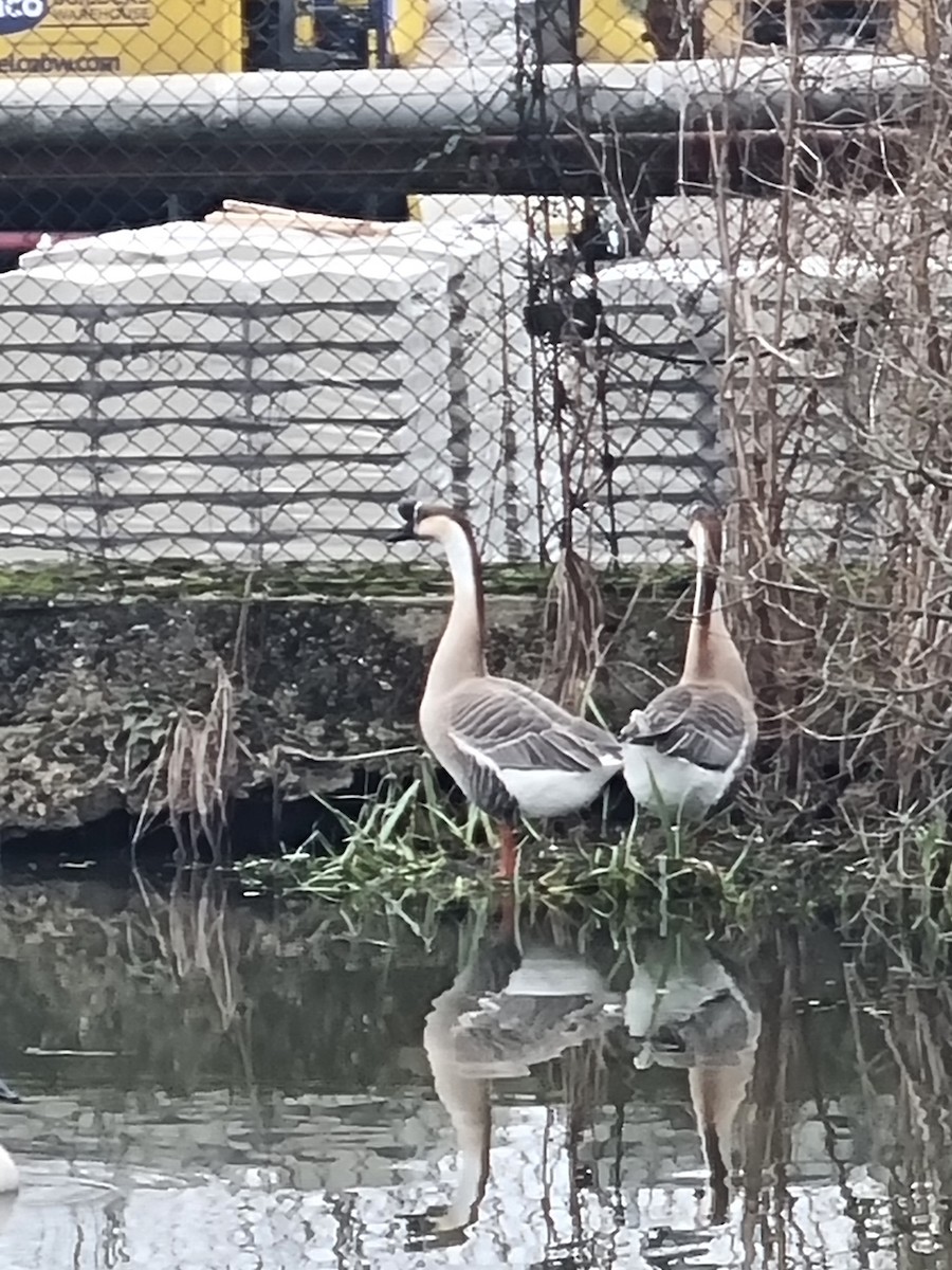 鴻雁(馴化) - ML629278212