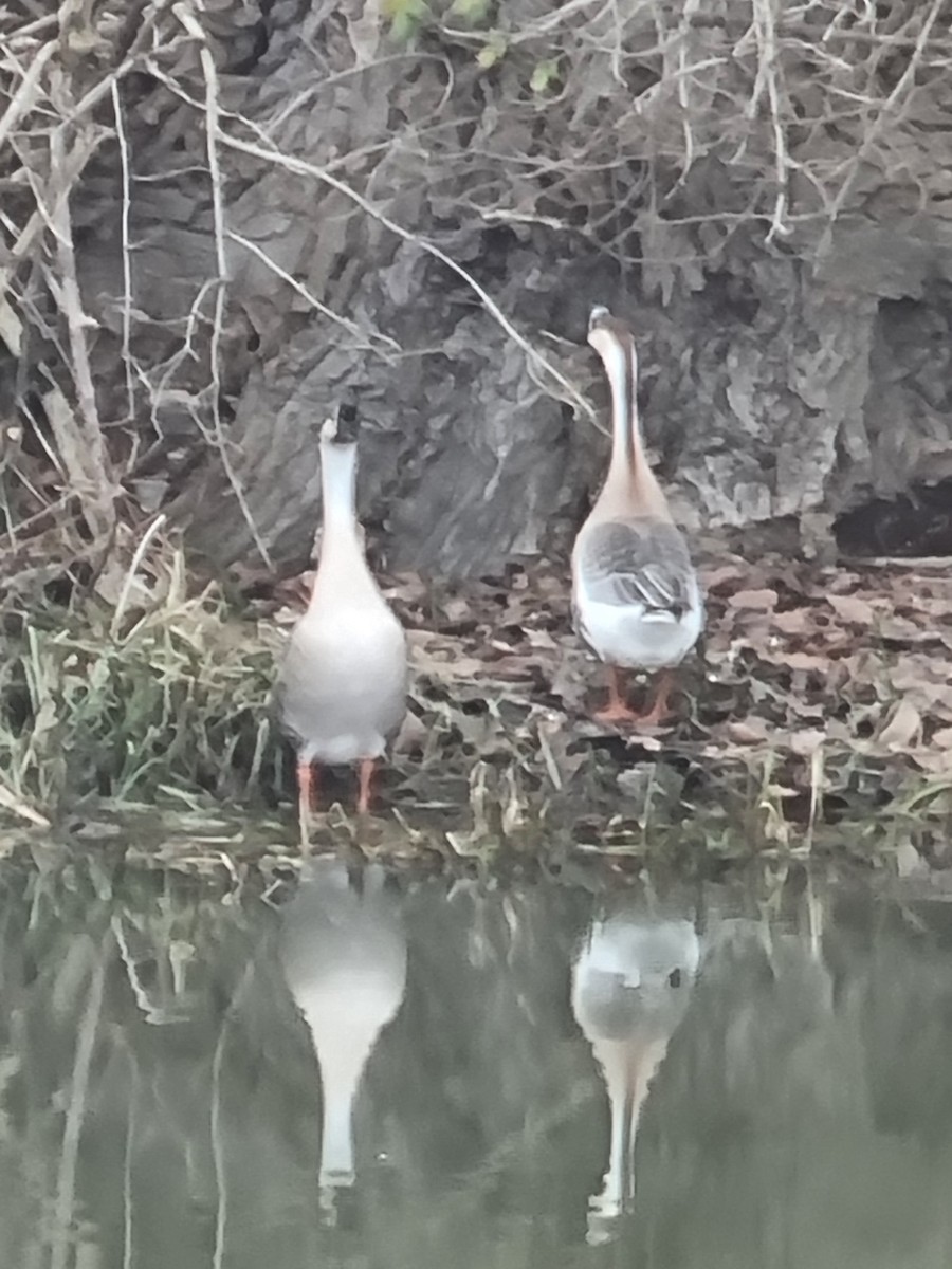 鴻雁(馴化) - ML629278238