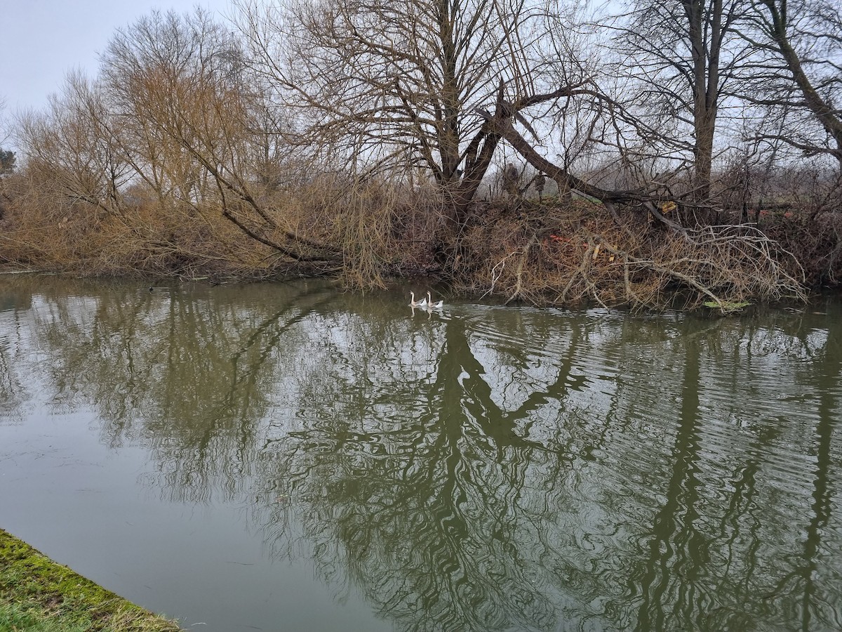 鴻雁(馴化) - ML629278239