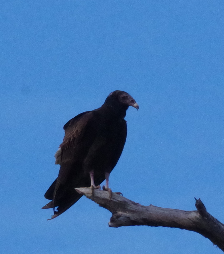 Turkey Vulture - ML629278242