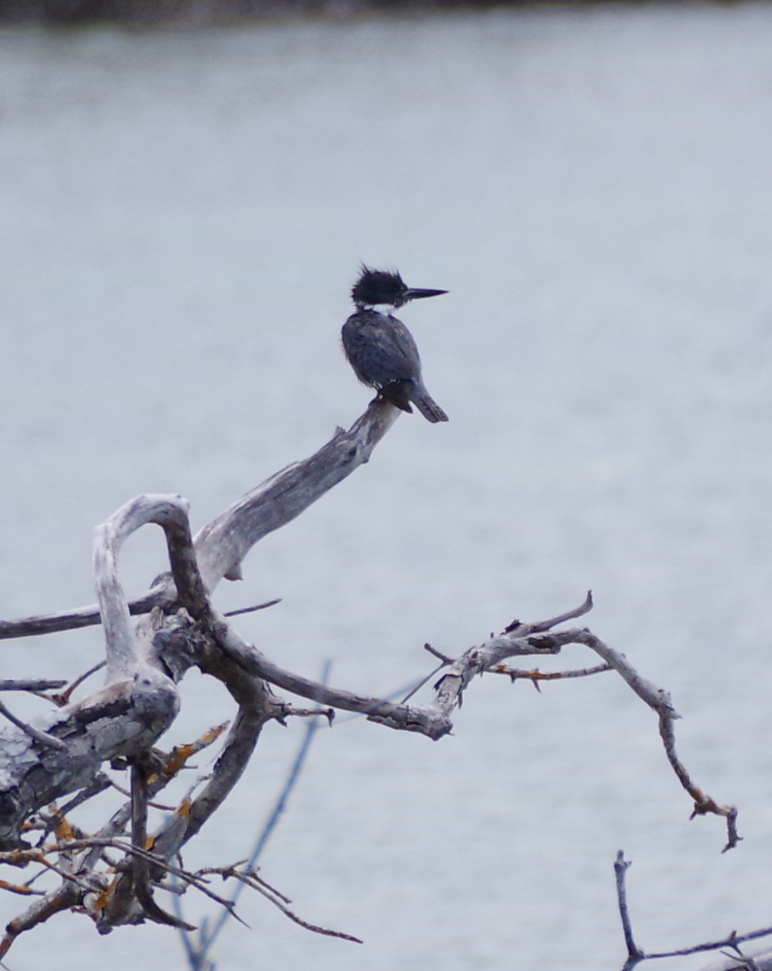 Belted Kingfisher - ML629278310