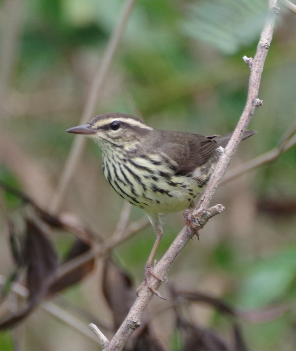 Northern Waterthrush - ML629278358